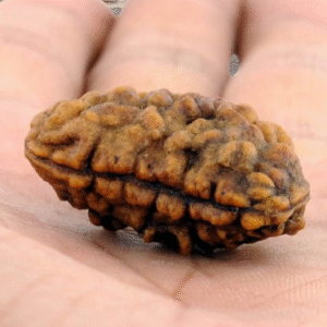 Top Quality one mukhi rudraksha