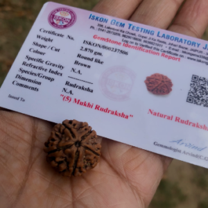 Alternative view of Natural and certified 5 mukhi rudraksha stone