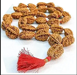 Natural and certified 2 mukhi rudraksha 54 beads mala