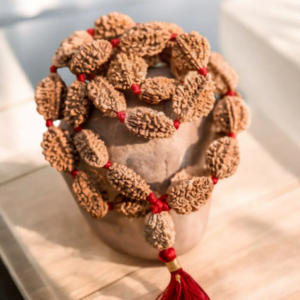 Alternative view of Natural and certified 2 mukhi rudraksha 54 beads mala
