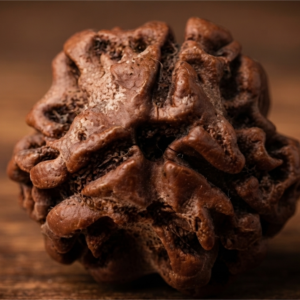 Natural and certified good quality 3 mukhi rudraksha stone