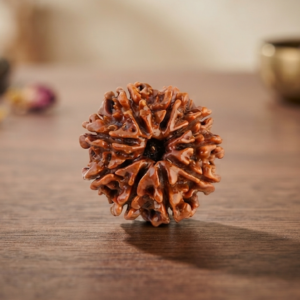 Natural and certified & good quality 9 mukhi rudraksha