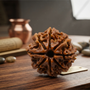Natural and certified & good quality 8 mukhi rudraksha