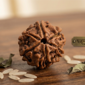 Natural and certified good quality 6 mukhi rudraksha