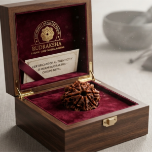 Alternative view of Natural and certified & good quality 8 mukhi rudraksha
