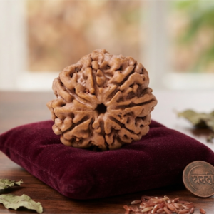 Alternative view of Natural and certified & good quality 7 mukhi rudraksha